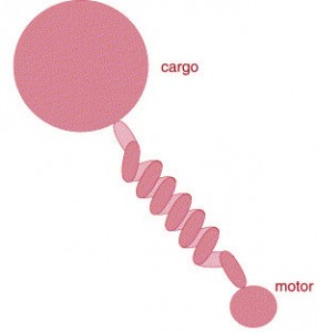 cargomotor